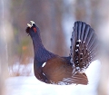 Oiseau emblématique des grandes forêts  de résineux ( en montagne en France ) nécessitant une gestion particulière , cet oiseau ne peut s'observer que dans la plus grande discrètion . C'est au moment de la parade que le coq fréquente une" arène "qu'il défend âprement contre ses congénères ; là , il déploie sa queue en roue .  