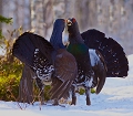  Grand Tétras
combat de Grand Tétras
Capercaillie
finlande 