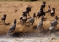 Sous un soleil de plomb et une chaleur accablante les animaux sont venus s'abreuver ; le crocodile a tenté de saisir en vain une proie,  mettant en fuite tout le troupeau . afrique 
 fuite 
 kenya 
 masai mara 
 photographie animaliere 
 photographe animalier 
 zèbres et gnous 
crocodile 
