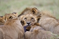  animaux d'afrique 
 famille de lions 
 kenya 
 lions mangeant un gnou 
 masai mara 
 savane 
photographie animalière 
photographe animalier
 