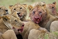  animaux d'afrique 
 famille de lions 
 kenya 
 lions mangeant un gnou 
 masai mara 
 savane 
phographie animalière
photographe animalier
afrique 