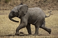 EleÌphanteau afrique 
 éléphant d'afrique 
 éléphanteau 
 kenya 
 masai mara 
 photographe animalier 
 photographie animalière 