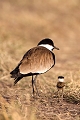  afrique 
 kenya 
 masai mara 
 photographie animalière 
 photographe animalier 
 poussin 
 vanneau à éperons 