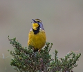Sentinelle aÌ€ gorge jaune afrique 
 kenya 
 Macronyx c.croceus 
 masai mara 
 photographe animalier 
 Sentinelle à  gorge jaune
 photographie animalière 
 yellow- throated longlaw 
oiseau d'afrique 