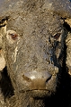  afrique 
 boue 
 kenya 
 masai mara 
 photographe animalier 
 photographie animalière 
 portrait de buffle d'afrique
animaux d'afrique 