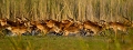  Letchwe, Cobe de Letchwe noir,  zambie, marais de Bangweulu, photographie animalière, safari, animaux d'afrique 