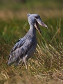  Bec-en-sabot, Zambie, marais de Bangweulu, safari, photographie animalière, oiseaux d'afrique 