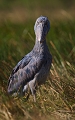  Bec-en-sabot, Zambie, marais de Bangweulu, safari, photographie animalière, oiseaux d'afrique, 