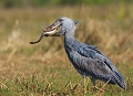 Après un  long moment d'immobilité l'oiseau a saisi un poisson. Bec-en-sabot, Zambie, marais de Bangweulu, safari, photographie animalière, oiseaux d'afrique 
