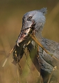  Bec-en-sabot, Zambie, safari, photographie animalière, marais de Bangweulu, oiseaux d'afrique 