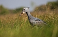  Bec-en-sabot, Zambie, marais de Bangweulu, safari, photographie animalière, oiseaux d'afrique 