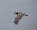 Bec-en -sabot en vol Bec-en-sabot, Zambie, marais de Bangweulu, safari, photographie animalière, oiseaux d'afrique 
