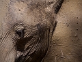 Après un bain de boue, cette femelle est restée un long moment le long de la rivière, ce qui m'a permis de cadrer un portrait. éléphantd'afrique, portrait d'éléphant, South Luangwa, Zambie, safari, photographie animalière 