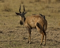  Guib harnaché, pique-boeuf, Zambie, South Luangwa, safari, afique, photographie animalière 