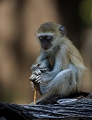  afrique 
 photographie,  animalière
 south luangwa 
 zambie
safari
parc du sud Luangwa 