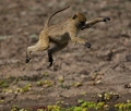 Ce petit singe commun en afrique avait adopté comme ses congénères une stratègie de protection . Afin de traverser un petit cours d'eau , très peu profond et guère plus large , les vervets se sont mis à sauter pour franchir ce ruisseau afin de se protèger d'un éventuel crocodile.. afrique 
 photographie  animalière
 south luangwa 
 zambie 
parc du sud Luangwa
safari
singe
vervet 