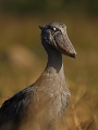 Bec-en-sabot, Zambie, marais de Bangweulu,safari, oiseaux d'afrique, Thierry Duval , photographie animalière, photographe animalier 