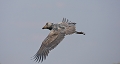  Zambie, Bec-en-sabot,safari, oiseaux d'afrique, marais du Bangweulu , photographie animalière, photographe animalier 