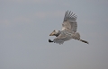  Bec-en-sabot, Zambie, marais du Bangweulu, safari, photographie animalière, Thierry Duval, photographe animalier, oiseaux d'afrique 