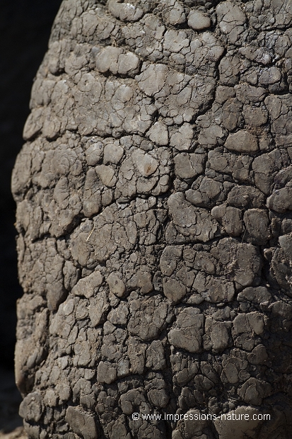 patte d'éléphant