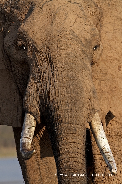 Portrait d'éléphant