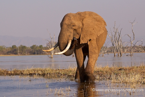 Eléphant aux grandes défenses