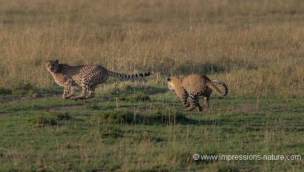 Course poursuite entre léopard et guépard