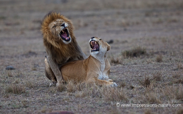 Accouplement de lions