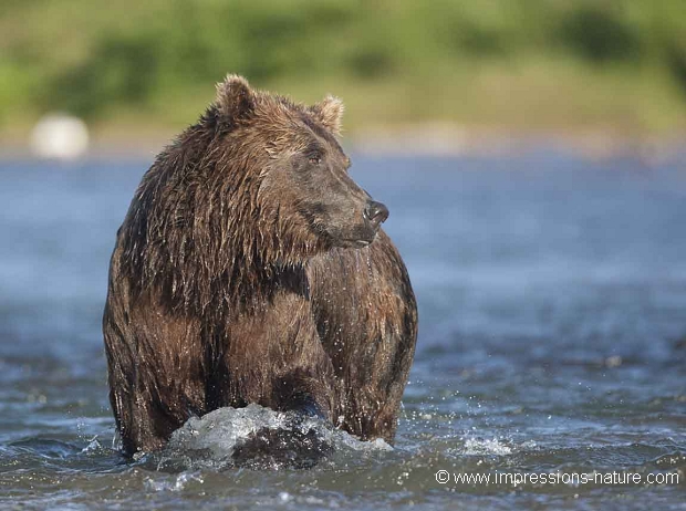 Grizzly  Katmaî