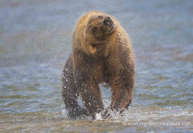Grizzly Katmaï