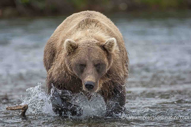 Grizzly de face