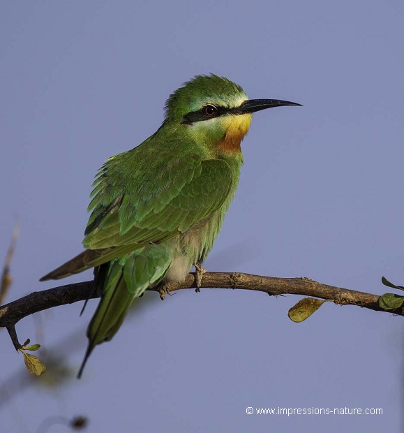 Guépier nain (Little Bee-Eater)