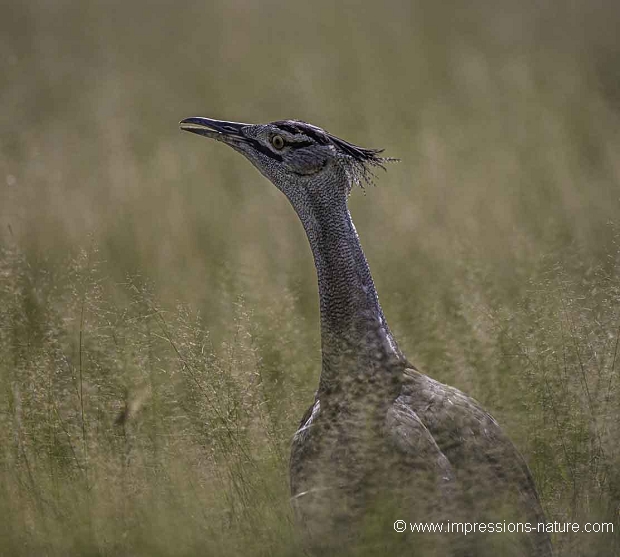 Outarde de Kori (Kori Bustard)