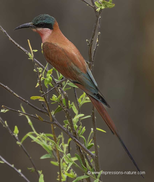 Guépier Carmin (Southern Carmin Bee-Eater)