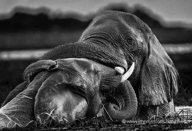 Rencontre au bain dans la rivière Chobe