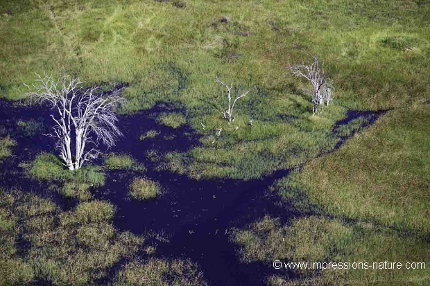 Paysage du  delta de l'Okavango