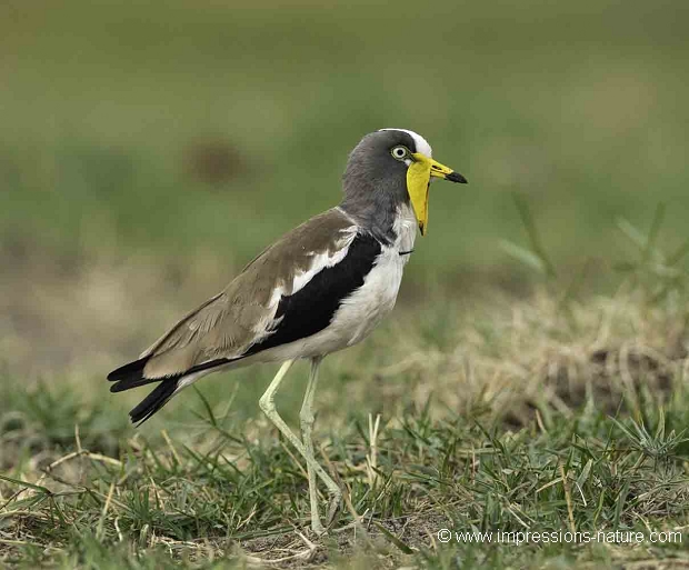 Vanneau à tête blanche (Whitecrowned Plover)