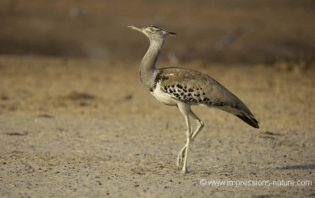Outarde de Kori (Kori Bustard)