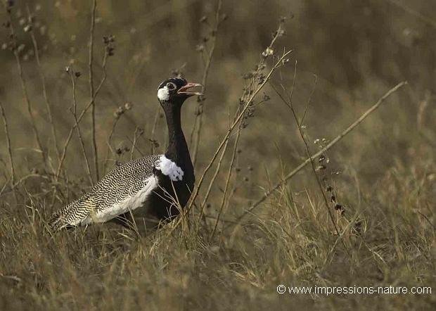 Outarde à miroir blanc (Northern black Korhaan)