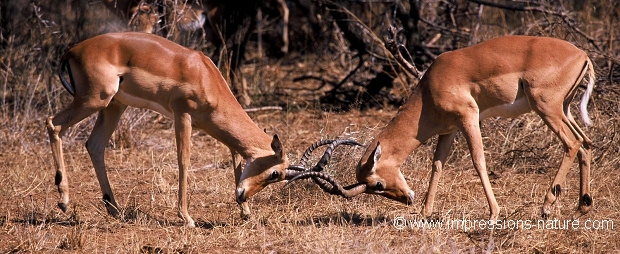 combat d'impalas