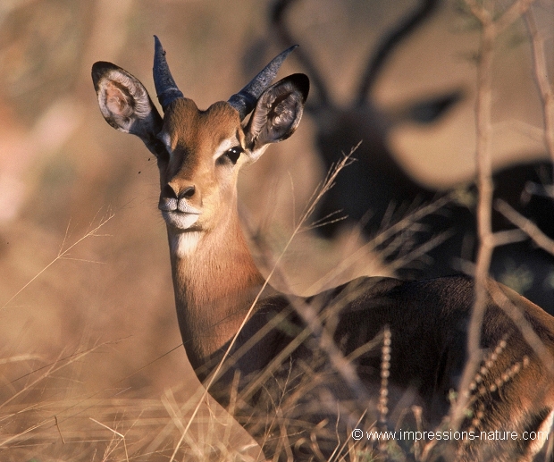 jeune mâle d'impala