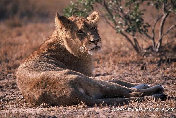jeune lion