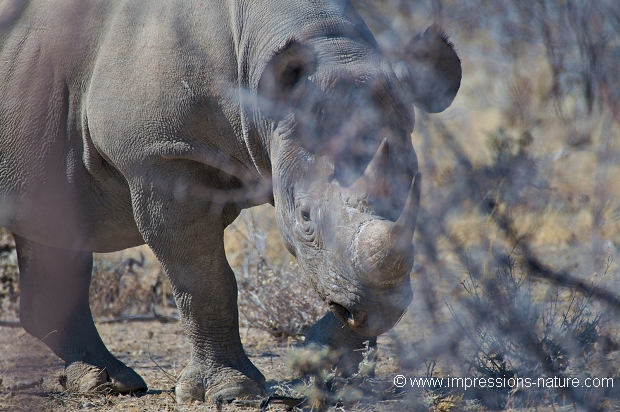 Rhinocéros noir