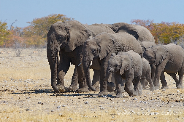 éléphants en famille vers un point  d'eau