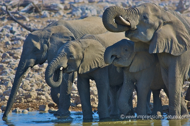 éléphants au point d'eau