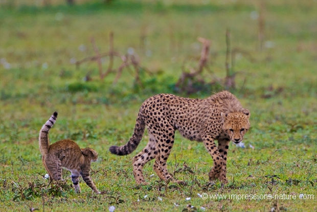 guépard et chat sauvage