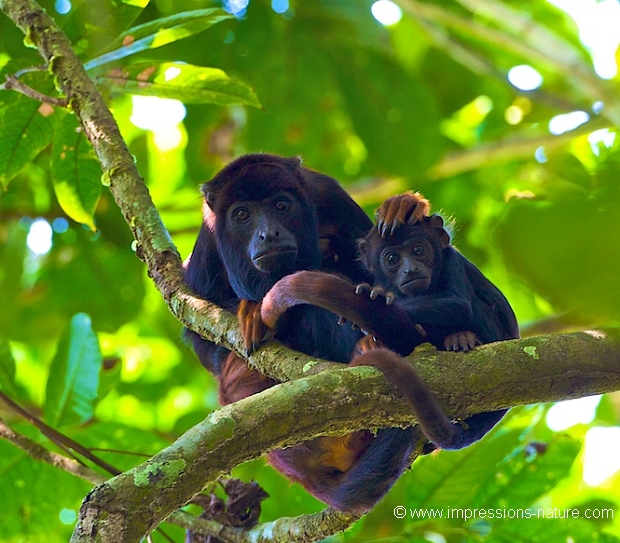 Singe hurleur et son jeune