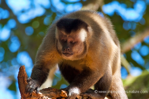 Singe capucin