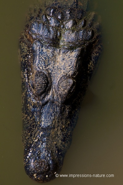 portrait de caiman