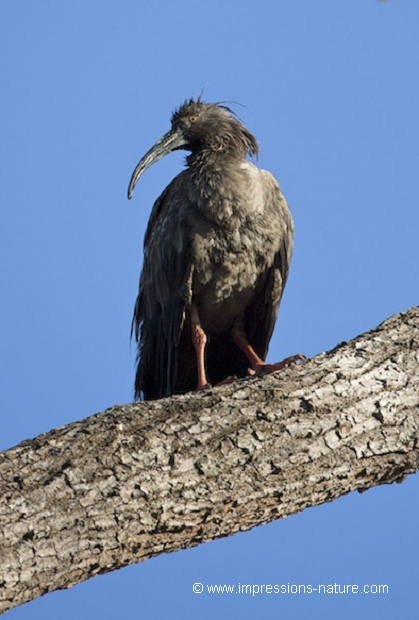 Ibis plombé